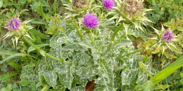 تصویر 1 از خرید و قیمت گیاه داروی خار مریم + فروش صادراتی